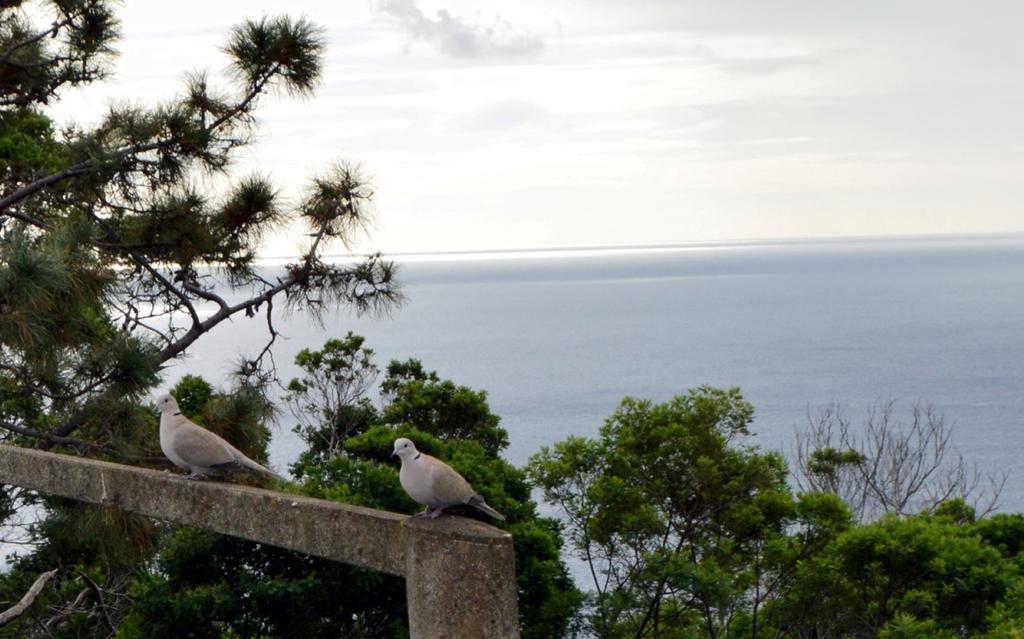 Apartamento Gois Machico  Extérieur photo